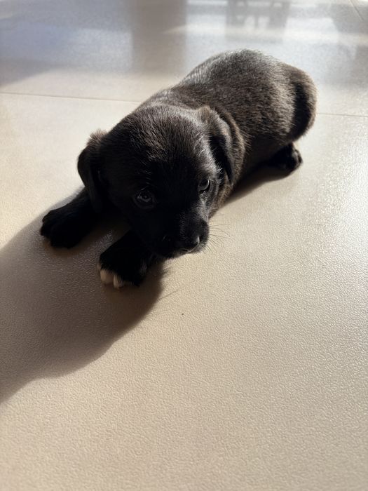 Pieski do adopcji