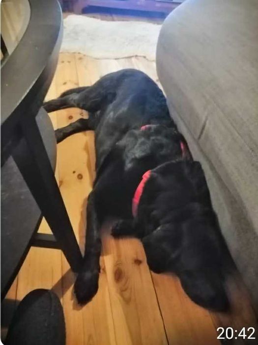 Kochany, łagodny, tulaśny, radosny, grzeczny labrador szuka domu