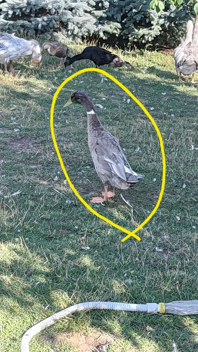 Biegusy kaczory i kaczki