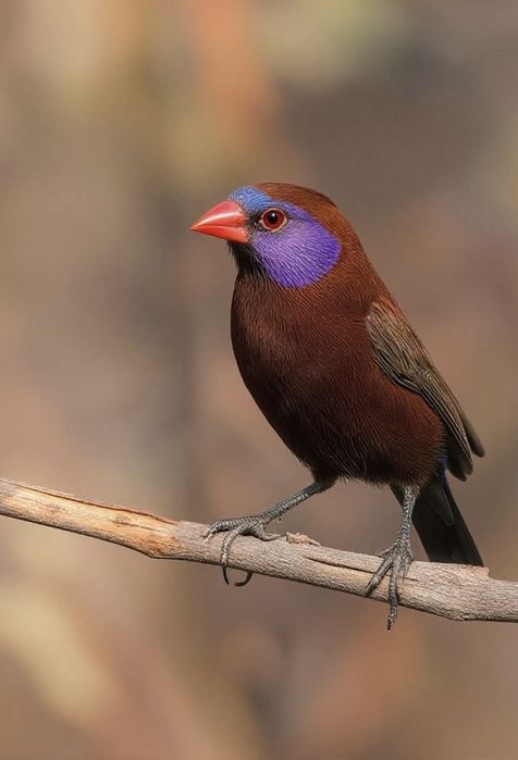 Astryldy Motylik fioletowouchy Uraeginthus granatinus)