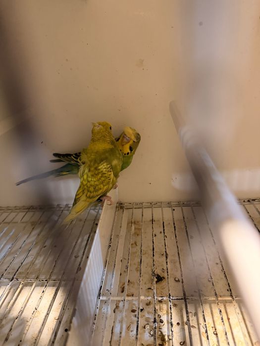 Aves de novas de 2026