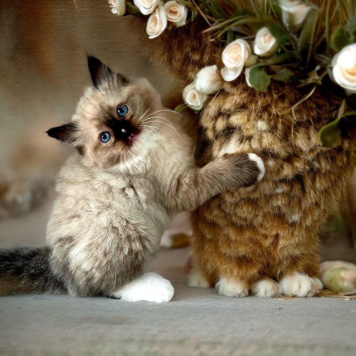 Ragdoll kocurki i kotki  Wystawowo-Hodowlany  FPL