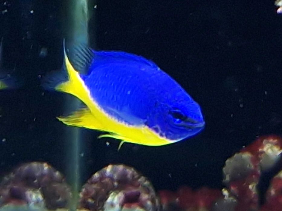 Chrysiptera hemicyanea Ryba Garbik Rybki Morskie