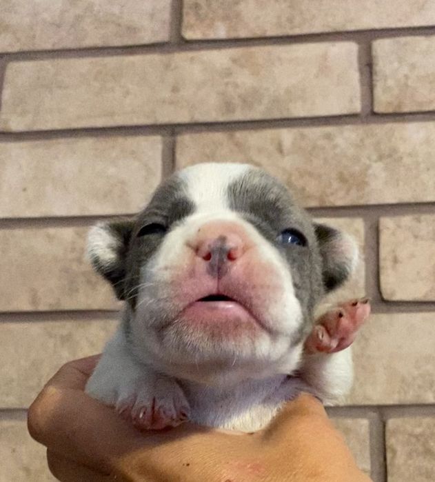 Прекрасная девочка , щенок Французского бульдога