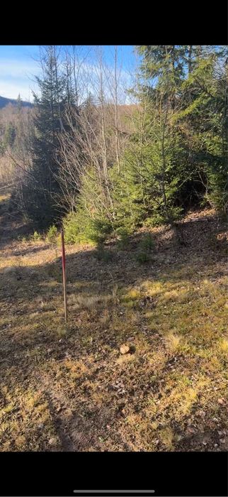 Приватна діоянка межує з лісом та струмком .