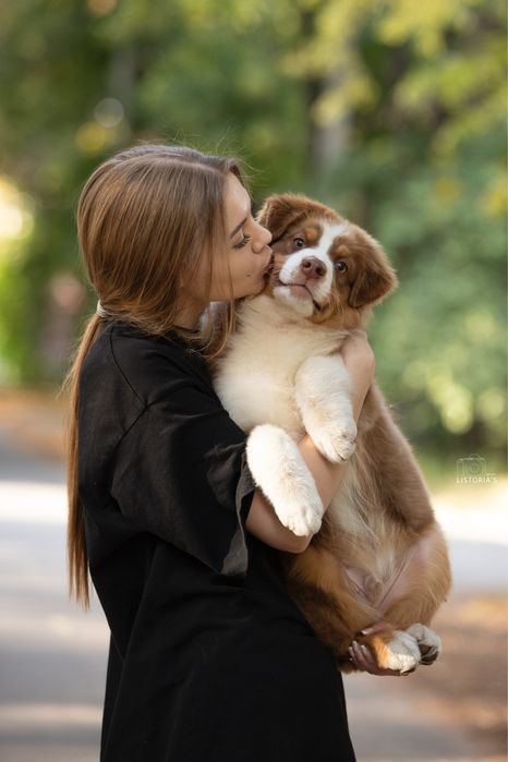 Хлопчик підліток В ШОУ! 6 місяців австралійска вівчарка ( ауссі )