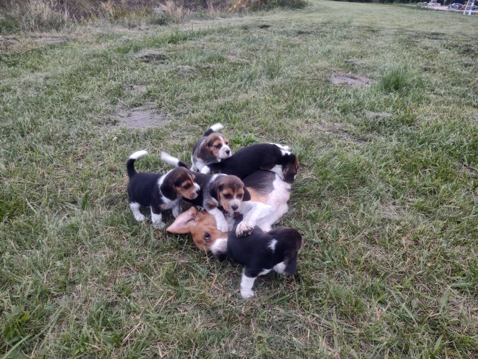 Beagle tricolor szczeniaki