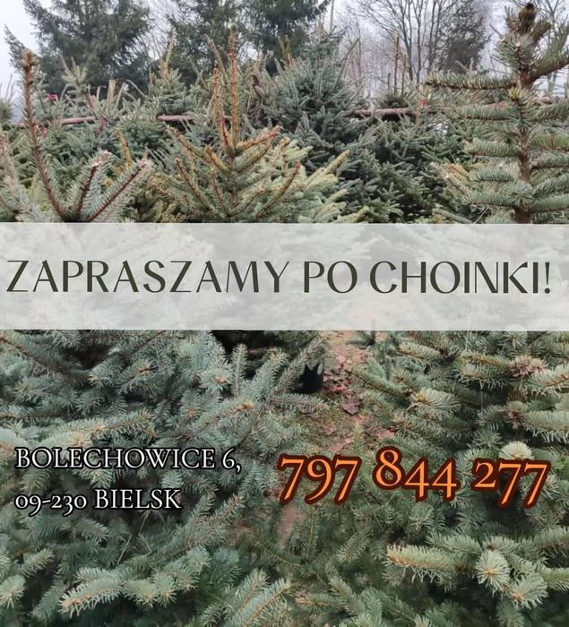 CHOINKA * świerk pospolity * świerk srebrny * CHOINKI