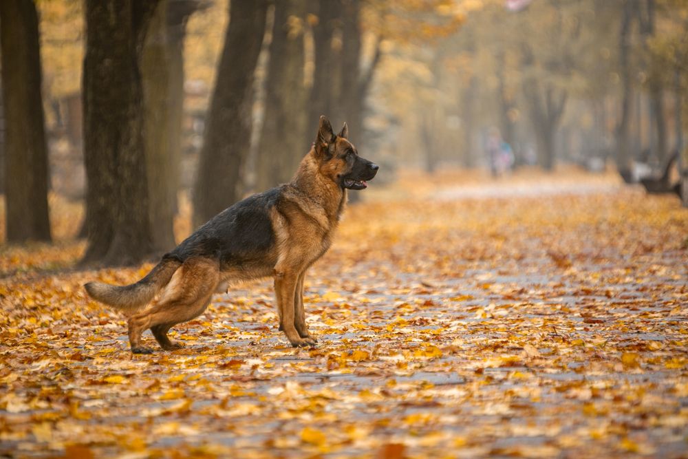 Немецкая овчарка кобель вязка