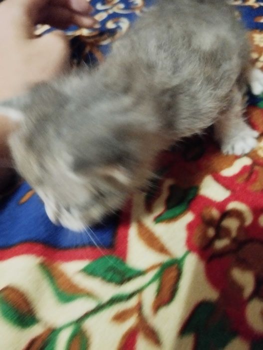 Віддам кошенят як тільки підростуть