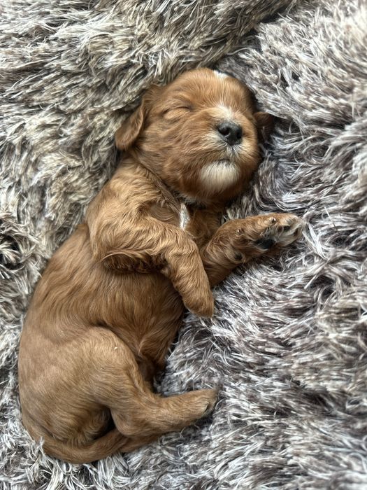 Cavapoo szczeniak suczka