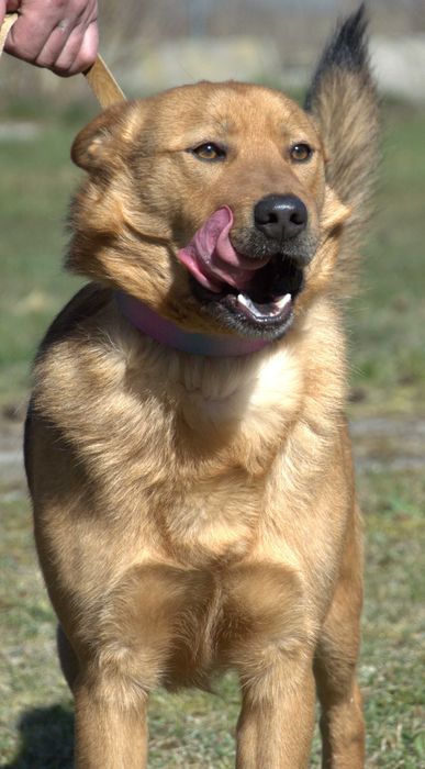 Izydor - pies do adopcji