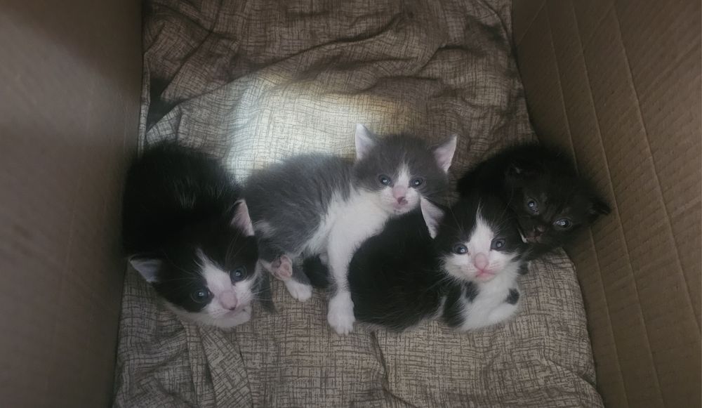 Терміново !! Віддам кошенят в хороші руки !