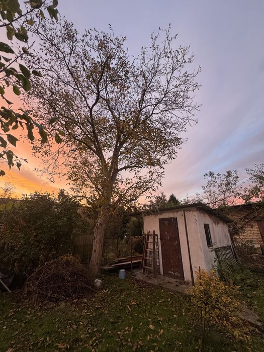 Wycinka drzew, usługi arborystyczne