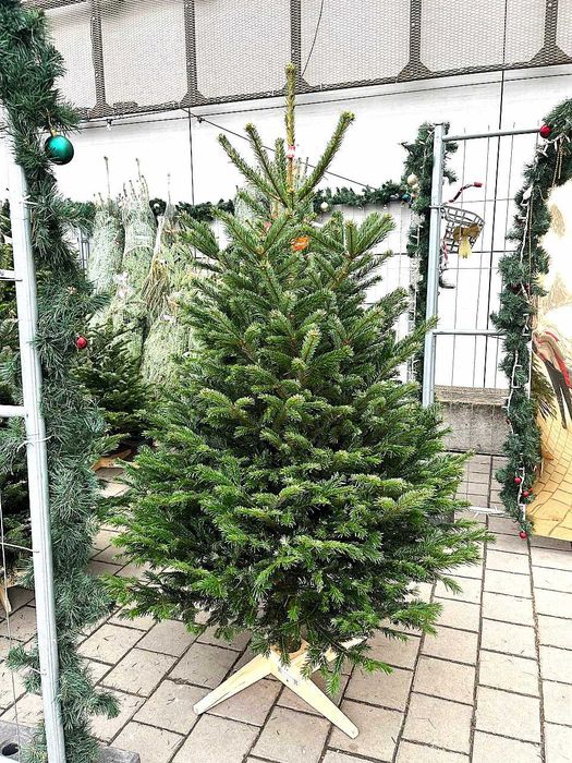 Жива різдвяна ялинка Нордмана  - Преміум ялиця Нордмана 2.25-2.50 м