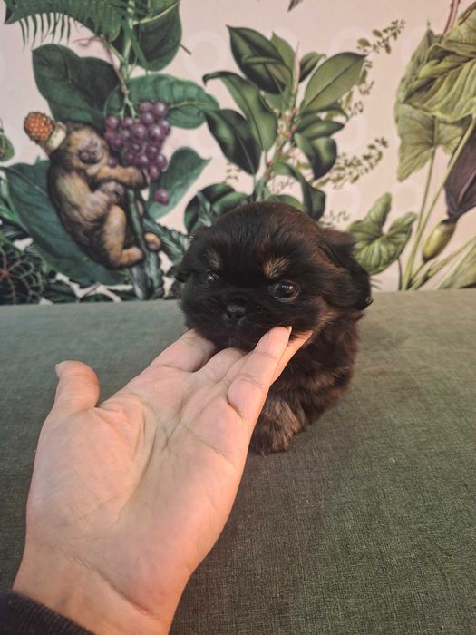 Pequines macho lindo