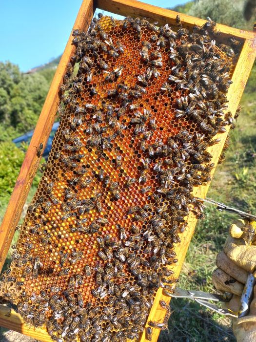 Vendo Enxames de Abelhas - Núcleos 5 quadros (Colmeia Langstroth)