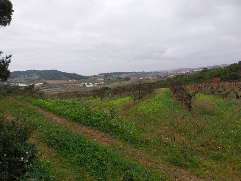 Terreno com árvores fruto