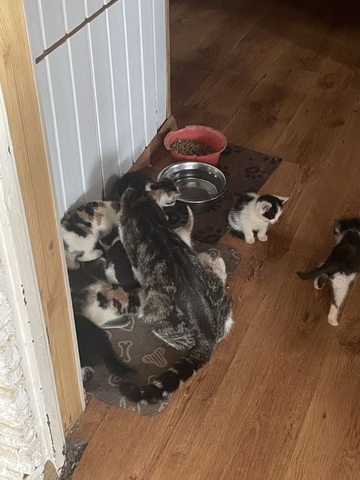 Urocze kociaki szukają kochających domów! Oddam koty