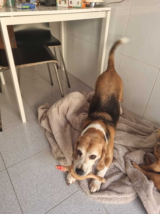 Beagle para adoção responsável