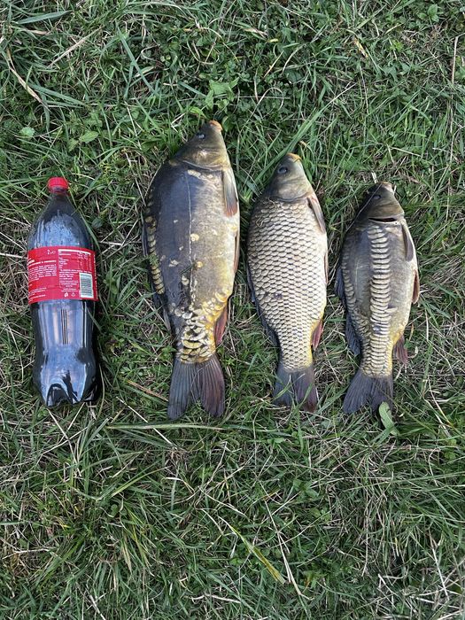 Продаж зарибка крочки коропа