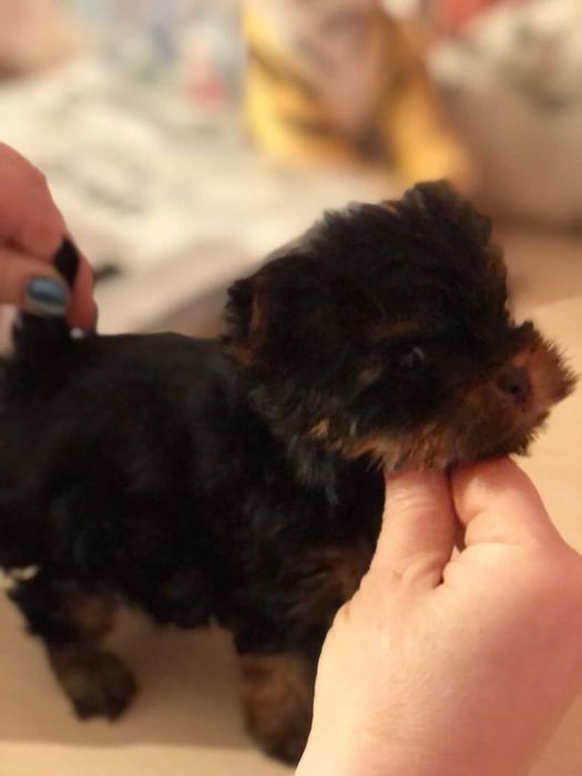 Продам щенков мини-йориков