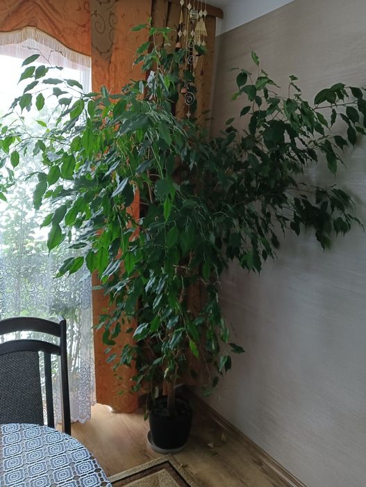 Kwiat  Fikus w donicy