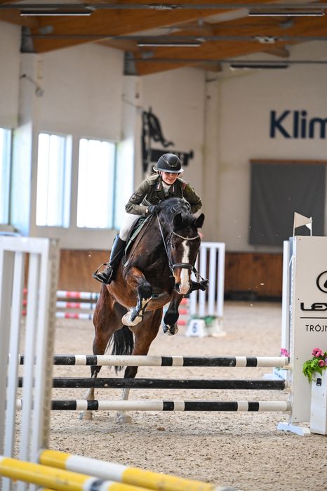 wałach Zangersheide po Casallco