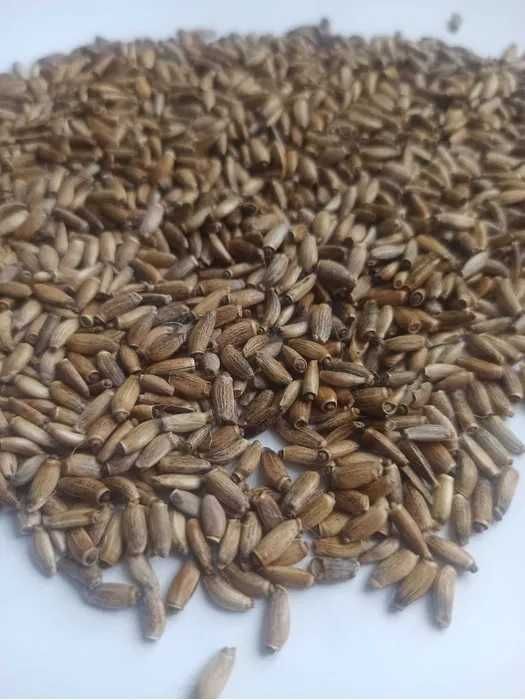 ostropest na zasiew/paszowy 20kg