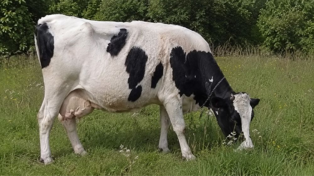 Продам Корівку Дуже Гарна