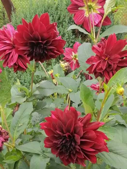 Жоржини георгіни