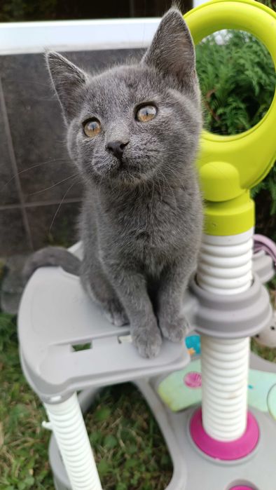 Шотландські кошенята