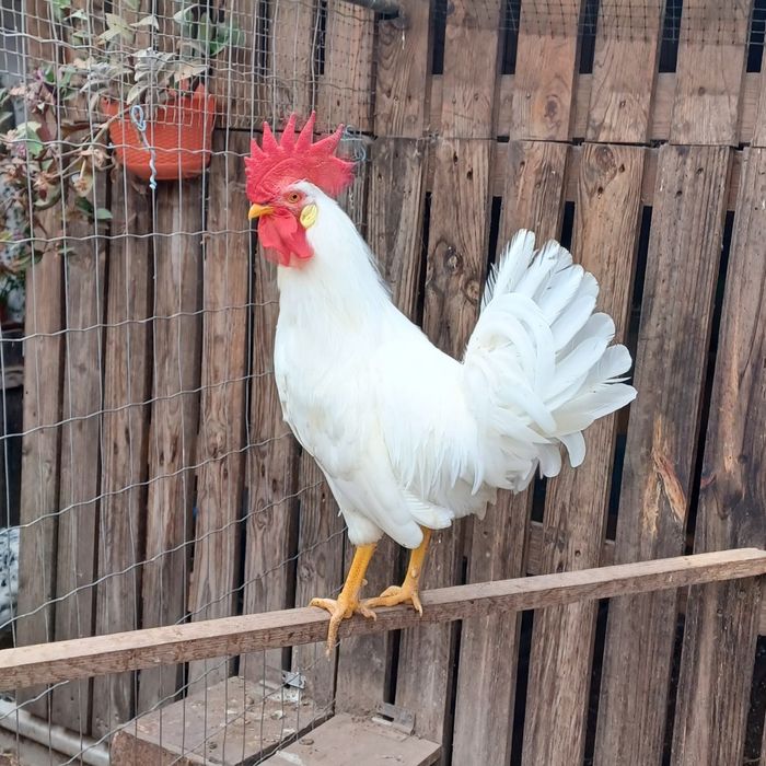 Galos  Raça Leghorn Brancos
