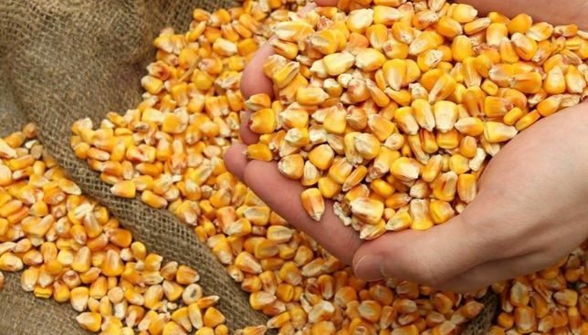 Продам суху дрібну кукурудзу кукурузу врожай 2025