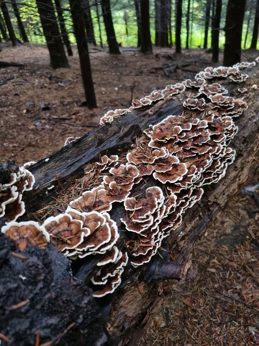 Opieńki marynowane rydze gąski borowik  Podgrzybek