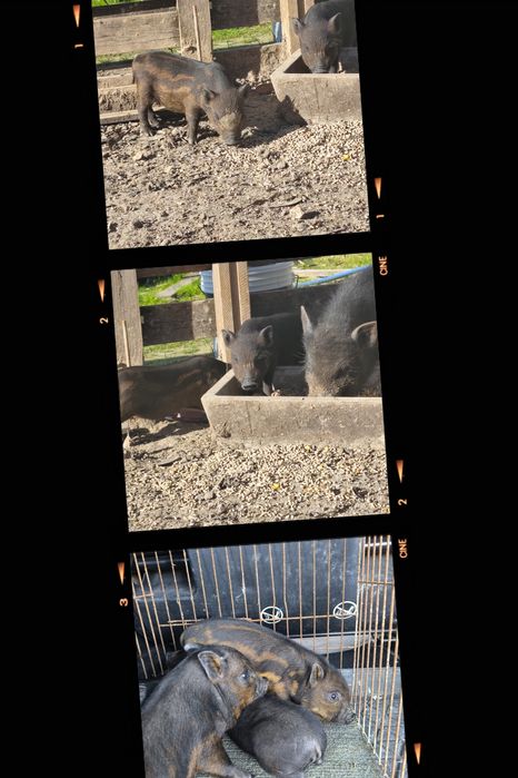 Mini pigs filhos de mãe preta e pai castanho