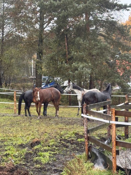 Boks angielski dla konia