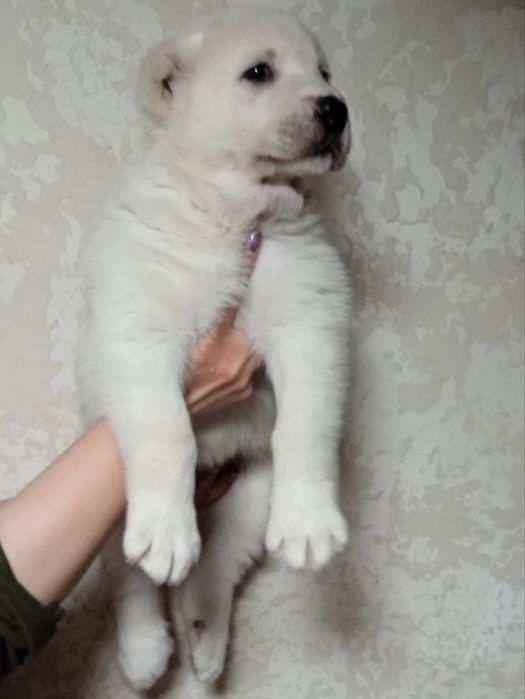 Продається дівчинка  алабая