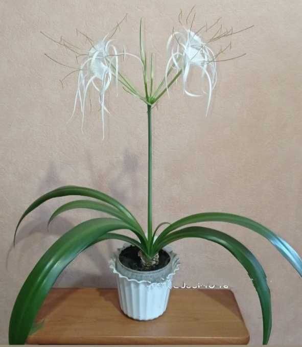 Үлкен кеудесі бар жапон әйелдері