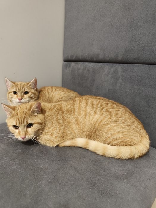 Rude słodziaki do adopcji