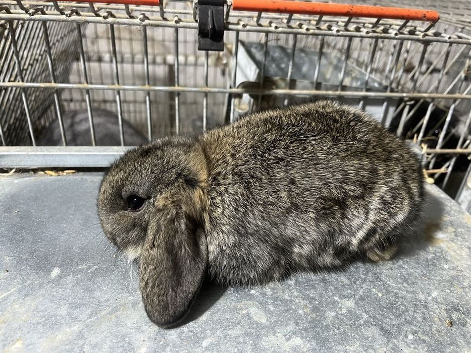 Coelhos raça Florida White e coelhos anões mini lop