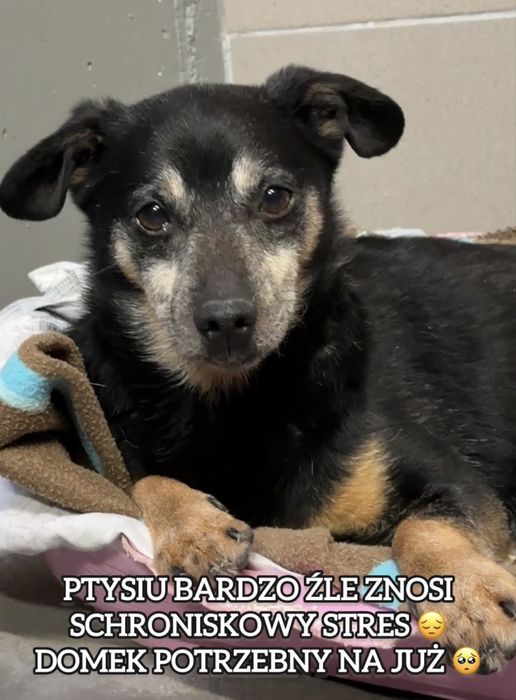 Ptysiu bardzo źle znosi schronisko