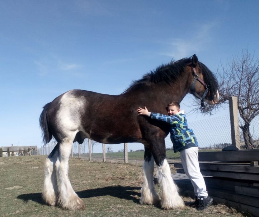 Piękny ogier rasy Clydesdale
