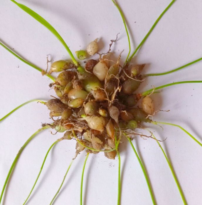 Индийский лук, луковицы, семена