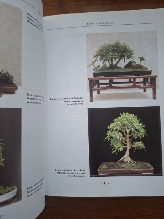 Robimy bonsai Wolfgang Kawollek
