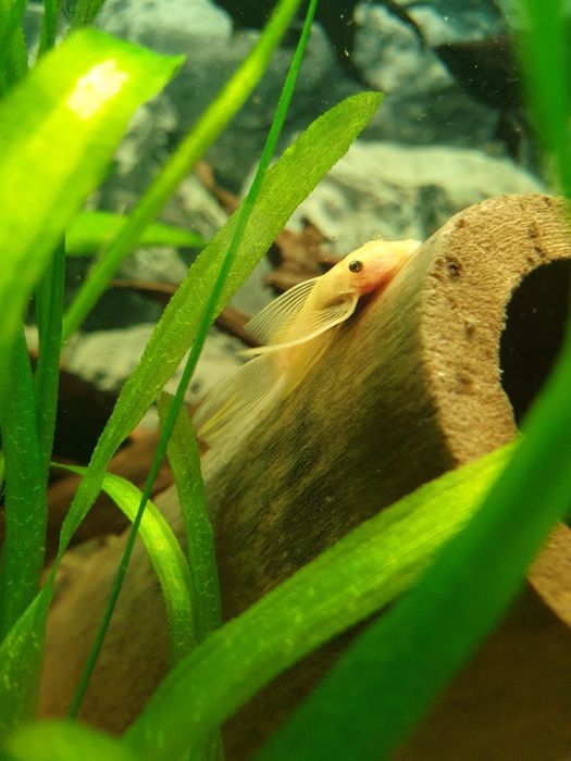 Zbrojnik Glonojad L144 WELONIASTY Rawa Mazowiecka Łódź