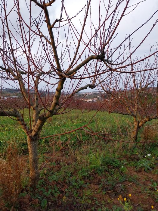Terreno com árvores fruto