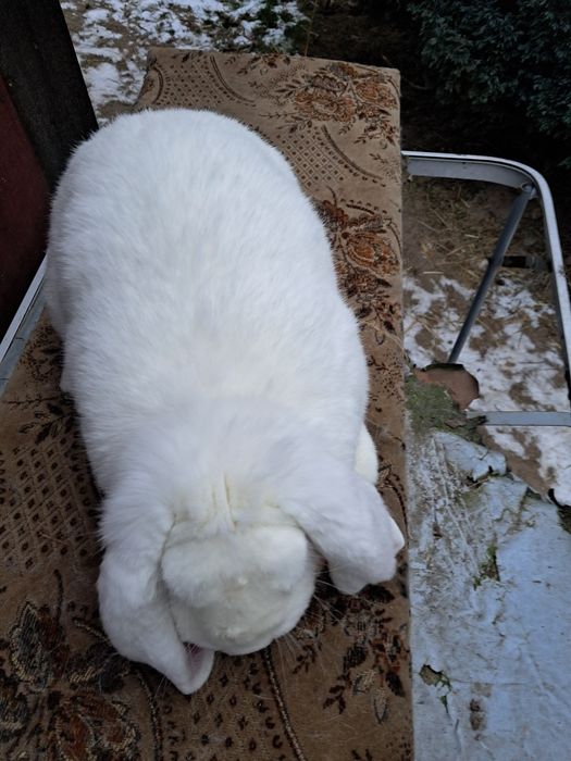 Francuski Baran Biały  Czerwonooki samica