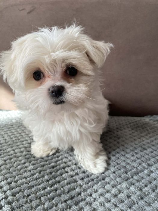 Sprzedam śliczne mini Maltańczyki