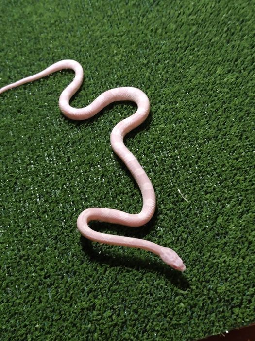 Węże zbożowe – młode różne odmiany